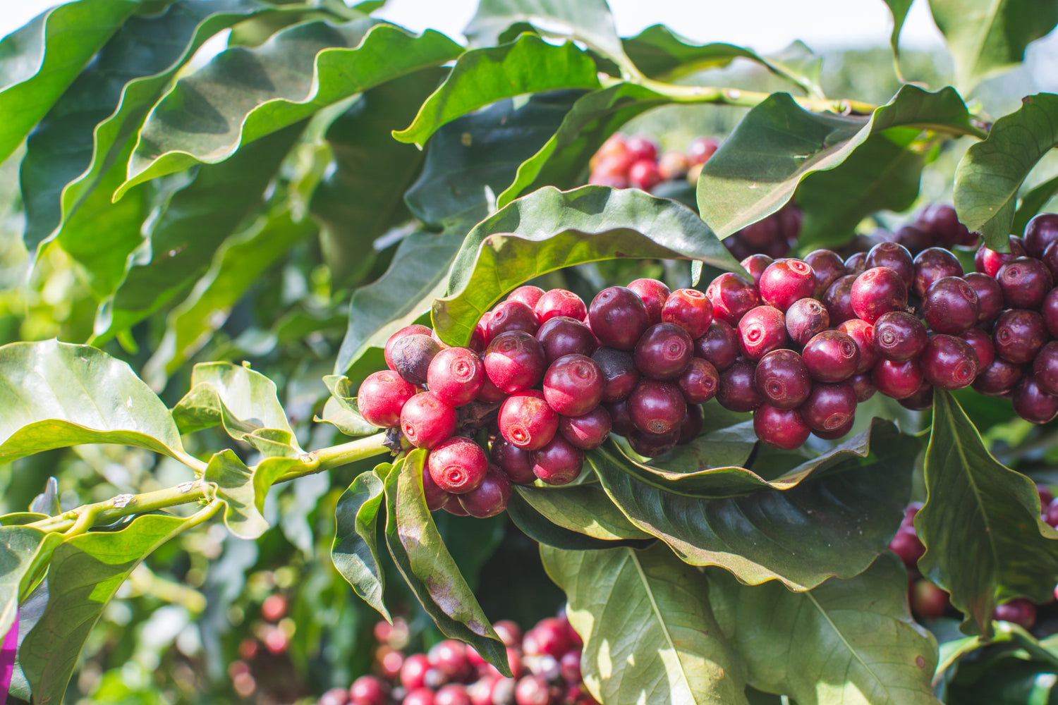 Why Daterra